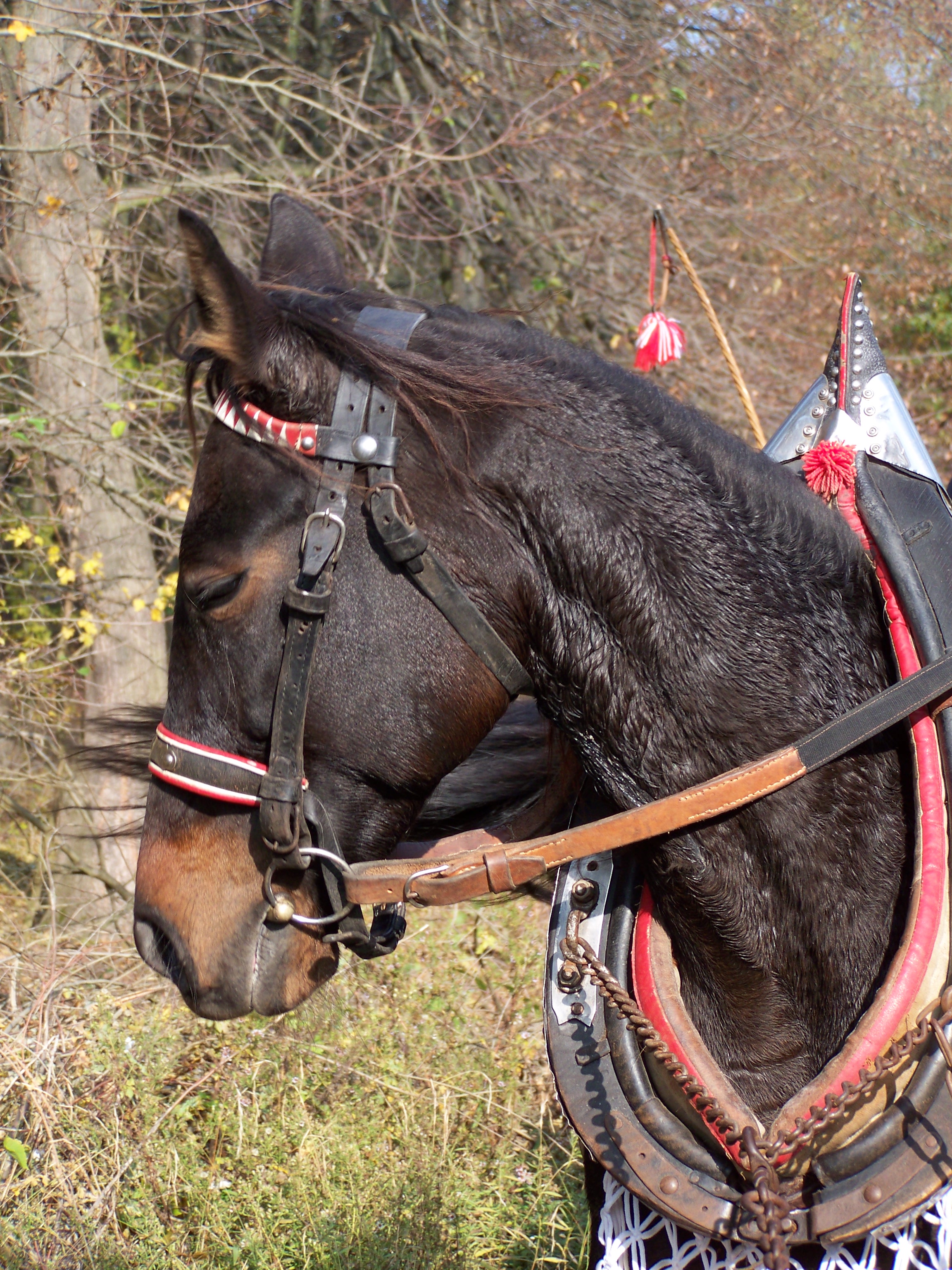 hubert 2009 045.jpg